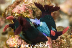 Puerto Galera, D300, 105VR, Nudi love by Larry Polster 